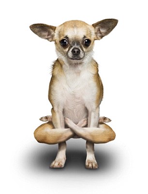 t  yoga poses you goddess don dog a out dogs yoga yoga let